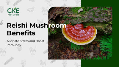 Discovering the Stress-Relief and Immune-Boosting Benefits of Reishi Mushrooms