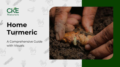 How to Grow Turmeric Root at Home (Full Guide)
