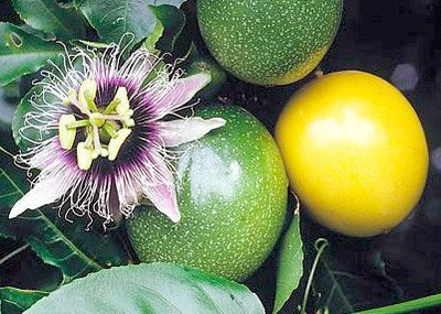 Calm Your Body, Mind, And Soul With The Passion Flower Extract